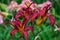 Beautiful burgundy daylily flowers blossomed in the city garden