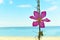 Beautiful burgundy flower against the backdrop of the sea beach and emerald water in the sea.