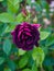 Beautiful burgundy purple rose in the garden