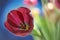 Beautiful burgundy red tulip blue background poppy