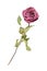 Beautiful burgundy rose flower with long stem and green leaves on white background isolated closeup