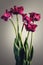 Beautiful burgundy tulips with small buds