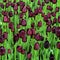 Beautiful burgundy tulips in spring