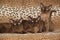 Beautiful Burmese cats in front of nice blanket