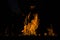 Beautiful burning tree at night