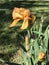 Beautiful Burnt Orange Tall Bearded Iris Blossom - Perennial Flowers