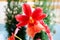 Beautiful Burrageara orchid