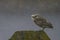 Beautiful Burrowing owl Athene cunicularia are standing on a rock in heavy rain. Noord Brabant in the Netherlands.