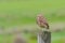 Beautiful Burrowing Owl with yellow eyes, Athene Cunicularia, standing on a pole, Uruguay, South America