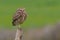 Beautiful Burrowing Owl with yellow eyes, Athene Cunicularia, standing on a pole, Uruguay, South America