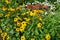 Beautiful bush of Black-eyed Susan or Rudbeckia hirta yellow flowers.