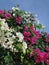 Beautiful bush of blossoms oleandr. Color: pink, white, green, blue