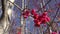 Beautiful bush European spindle (Euonymus europaeus) in autumn forest