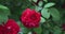 Beautiful bush of fresh red blooming roses in a garden at hot summer day