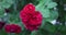 Beautiful bush of fresh red blooming roses in a garden at hot summer day