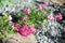 A beautiful bush of a groundcover rose in the summer, on a stone bed in the garden