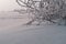 Beautiful bush in hoarfrost. View from below