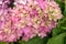 Beautiful bush of hortensia flowers. Closeup Hydrangea flower Hydrangea macrophylla blooming in summer in a garden