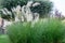 Beautiful bush of pampas grass in the natural park. Floral pampas grass in summer. Spanish flora, la Manga del Mar Minor