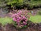 Beautiful bush of pink azalea on a hillside close up