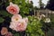 Beautiful bush of pink roses in the garden in Baden, Austria. Blooming rosary.