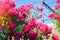 Beautiful bush of pink roses in a spring garden on a sunny day