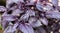 A beautiful bush of purple basil grows in the garden. Close-up. Natural wallpaper. Selective focus