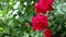 Beautiful bush of red roses