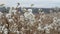 Beautiful bush in steppe area with white fluffy flowers in late autumn