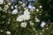 Beautiful bush with white flowers of wild english rose in the garden, lovely landscape of nature