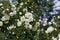 Beautiful bush with white flowers of wild english rose in the garden, lovely landscape of nature