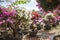 Beautiful bushes with flowers in pots, Flowers in Asia, miniature Japanese Sakura