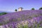 Beautiful bushes of purple lavender flowers in summer
