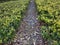 Beautiful bushes road winter view yellow and green