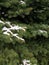 Beautiful bushy green pine with snow in the forest