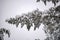 Beautiful bushy green tree in a snowy forest