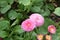 Beautiful bushy and soft pink flower