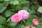 Beautiful bushy and soft pink flower