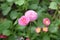 Beautiful bushy and soft pink flower