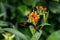 Beautiful buterfly,  insect on green nature floral background,  photographed in natural environment