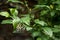 Beautiful buterfly,  insect on green nature floral background,  photographed in natural environment