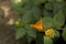 Beautiful buterfly,  insect on green nature floral background,  photographed in natural environment