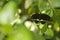 Beautiful buterfly,  insect on green nature floral background,  photographed in natural environment