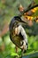A beautiful Butorides striata bird perched on the branch of typhonodorum lindleyanum
