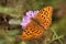 Beautiful buttefly Argynnis aglaja