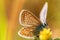 Beautiful buttefly feeding and flying over yellow flower, natural background