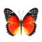 Beautiful butter, Red Lacewing over wings in natural color profile (Cethosia biblis) with super vivid orange to red and black