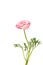 beautiful buttercup flower isolated