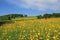 Beautiful buttercup meadow, german landscape