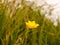 Beautiful Buttercup in Spring Time Isolated and in the Wind Sway